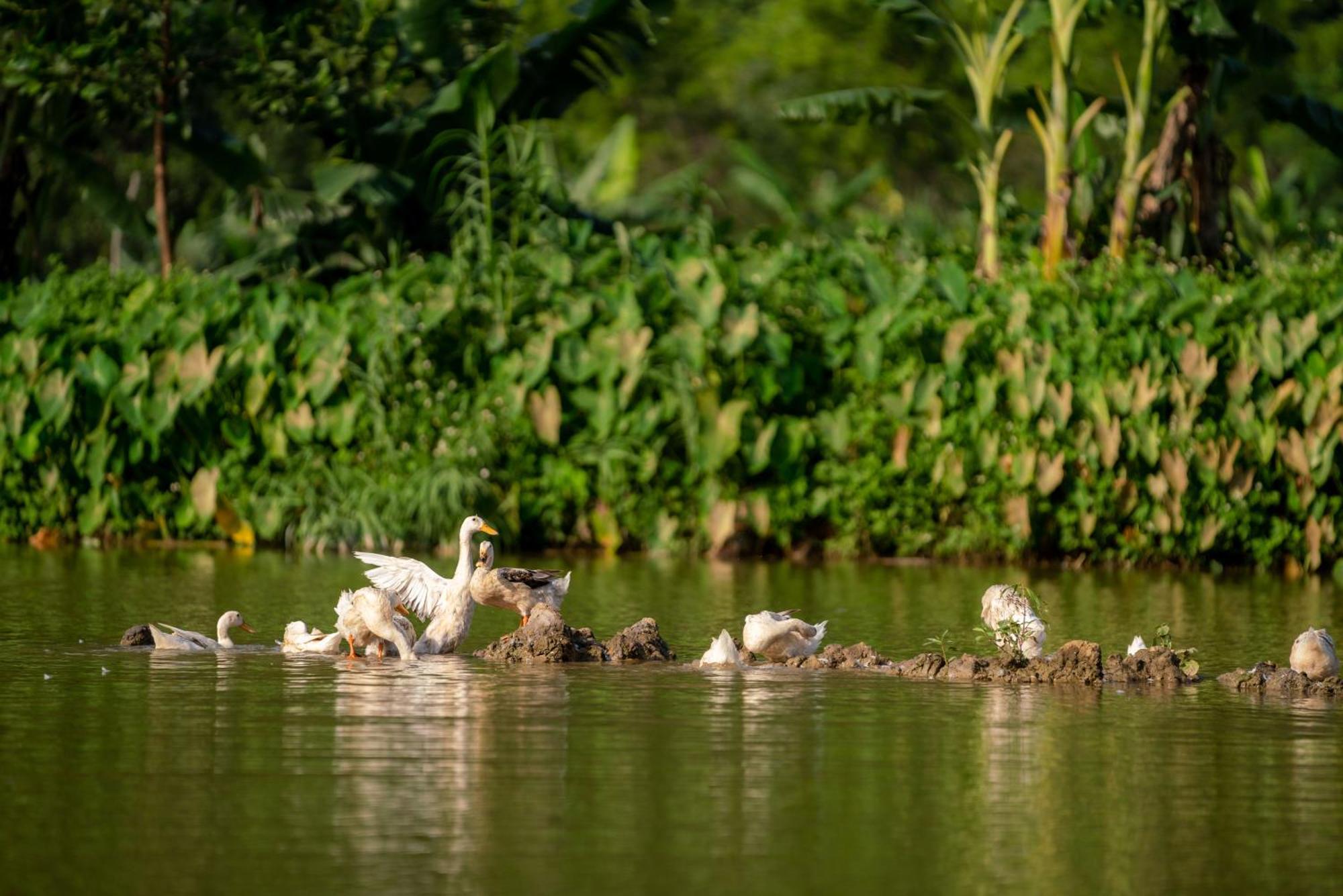 Tan Dinh Farmstay Ниньбинь Экстерьер фото